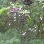 Elderberry Cordial. - ~Roscore Clinic