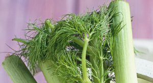 colic - natural remedy - fennel